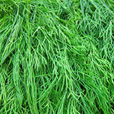  Dill 
