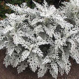  Dusty Miller 