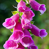  Foxglove 