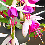  Fuchsia 
