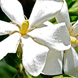  Gardenia 