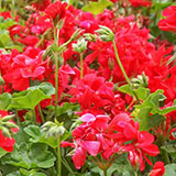  Geranium 
