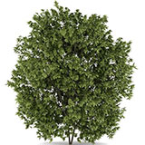  Hackberry Tree 