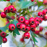  Hawthorn 