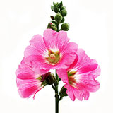  Hollyhock 