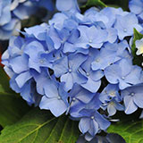  Hydrangea 