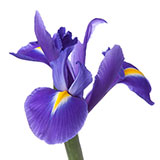  Iris 
