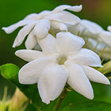  Jasmine 