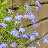  Lobelia 