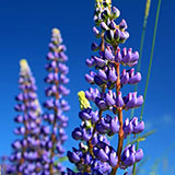  Lupin 