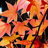 Maple Tree 