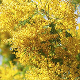  Mimosa 