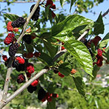 Mulberry Tree 