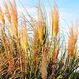  Pampas Grass 