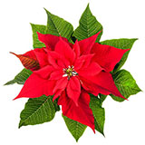  Pointsettia 