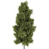  Poplar Tree 