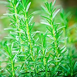  Rosemary 