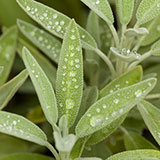  Sage 