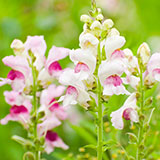  Snapdragon 