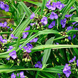  Spiderwort 
