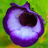  Torenia 