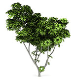  Umbrella Tree 