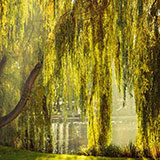  Weeping Willow 