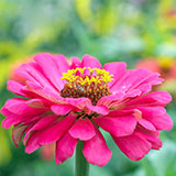  Zinnia 