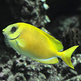  Rabbitfish 