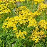  Ragwort 