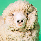  Ram 