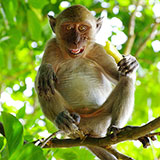  Rhesus Monkey 
