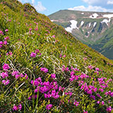  Rhododendron 