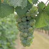  Riesling 