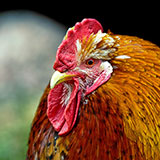  Rooster 