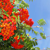  Rowanberry 