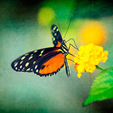  Butterfly 