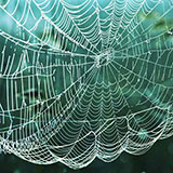  Cobweb 