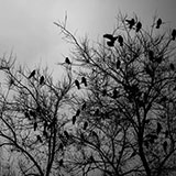  Crows 