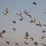  Ducks 
