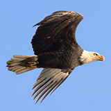  Eagle 