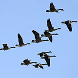  Geese 