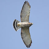  Hawk 