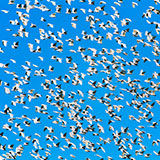  Migration 