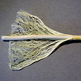  Hemp 