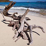 Driftwood 