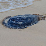  Jellyfish 