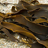  Kelp 