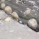  Limpets 