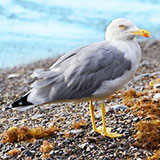  Seagull 